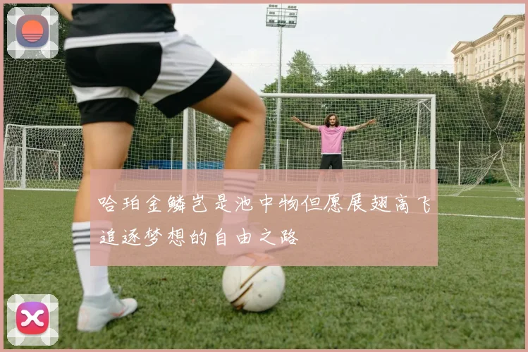 哈珀金鳞岂是池中物但愿展翅高飞追逐梦想的自由之路